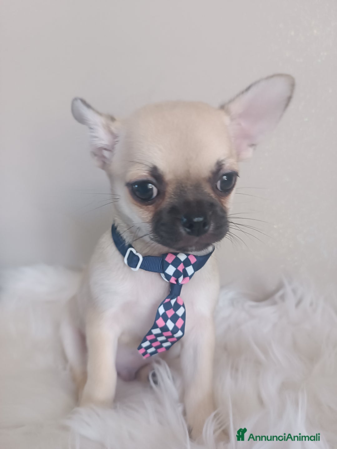 Chihuahua cani in vendita: Chihuahua maschietto pelo corto  - Annuncio 8