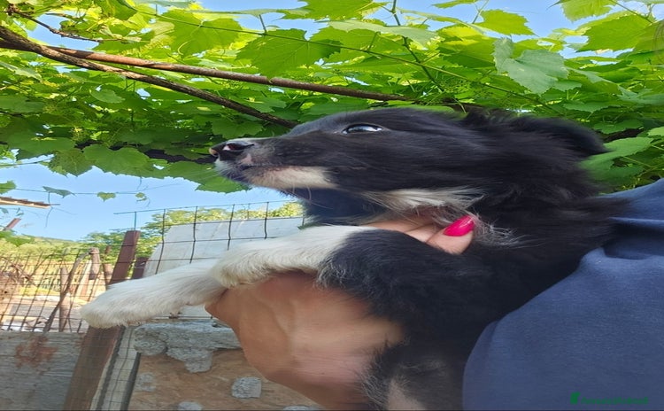 Border Collie cani a Città metropolitana di Roma Capitale - Annuncio 5