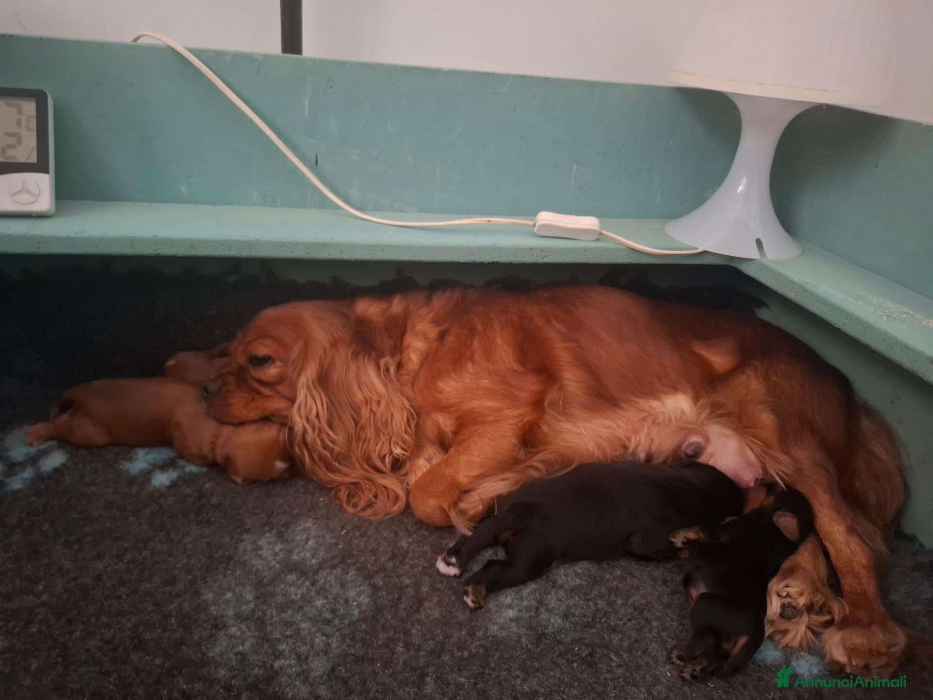 Cavalier King cani Cavalier king ruby e black and tan pedigree - Annuncio 25