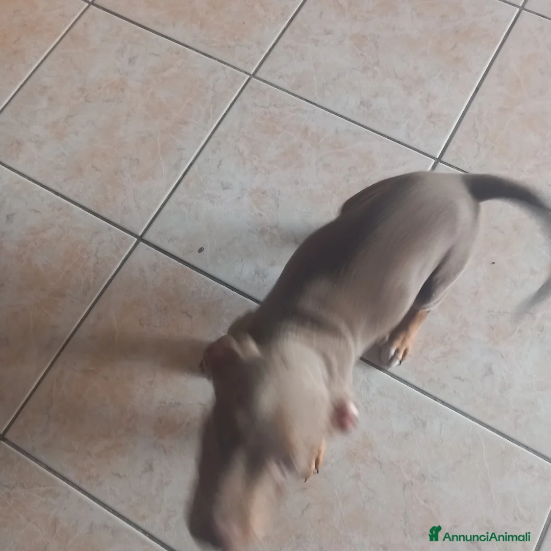 Pitbull cani in vendita: American pitbull standard ukc a Città Metropolitana di Torino - Annuncio 3
