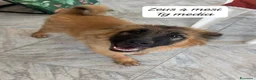 Meticcio cani in regalo: Trovatelli cercano urgentemente casa a Provincia di Monza e della Brianza - Annuncio 7