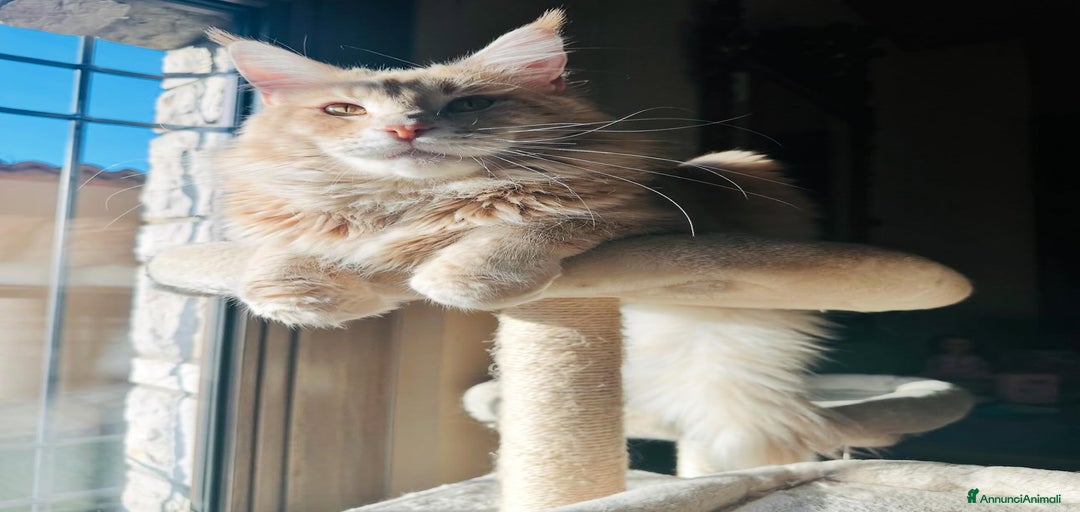 Immagine della galleria {{count}}