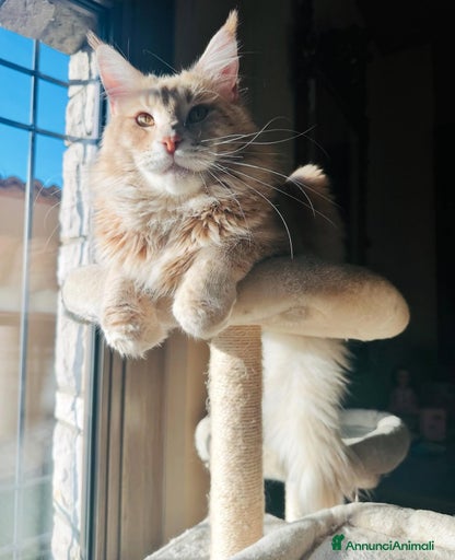 Immagine della galleria {{count}}