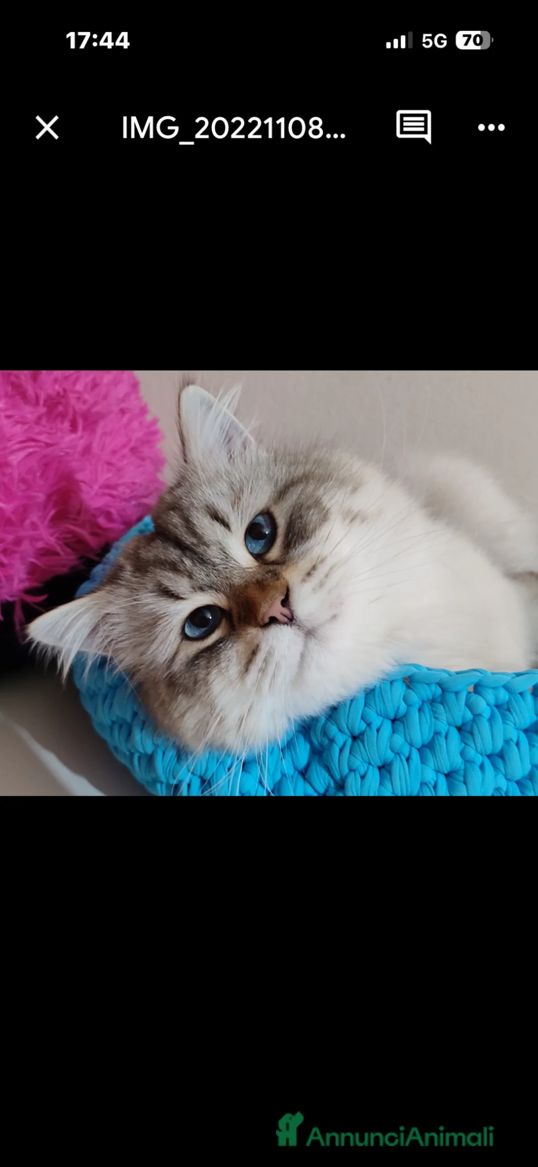 Siberiano gatti in vendita: Gatto siberiano maschio adulto - Annuncio 2