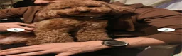 Barboncino cani in vendita: Babroncini - Annuncio 4