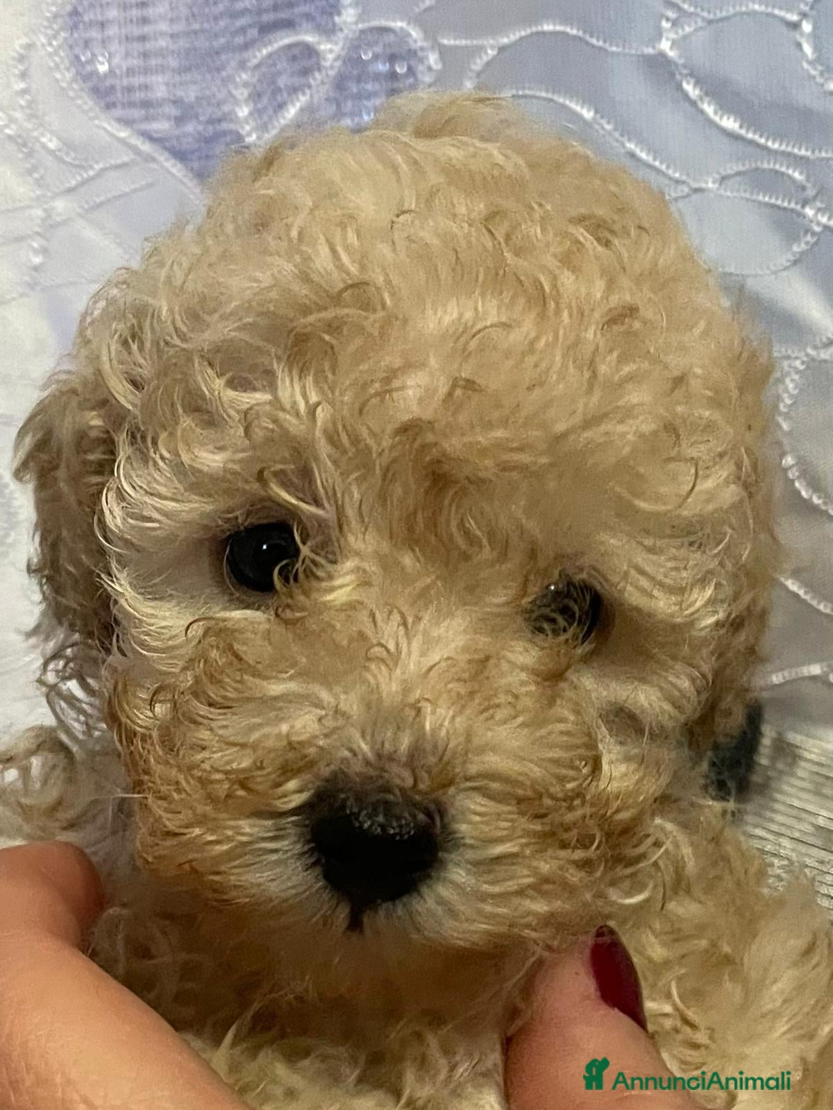 Barboncino Toy cani Cuccioli di Barboncino Toy con pedigree ENCI - Annuncio 7