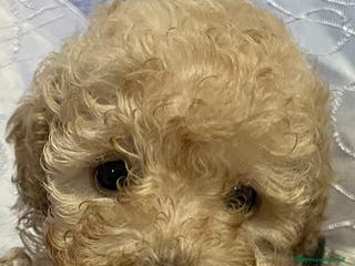 Barboncino Toy cani Cuccioli di Barboncino Toy con pedigree ENCI - Annuncio 35