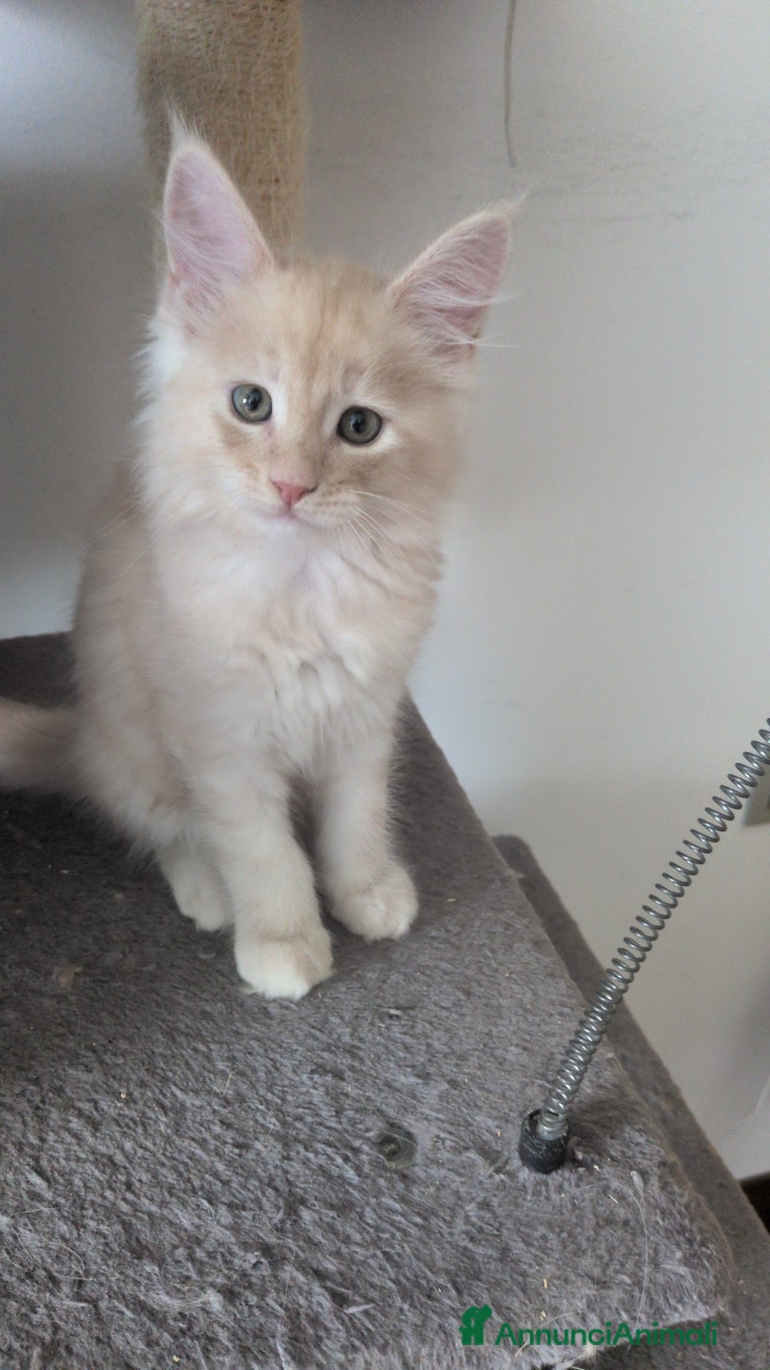 Maine Coon gatti in vendita:  Maine Coon pedigree ANFI senza limitazioni  - Annuncio 11