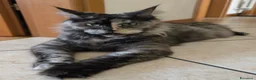 Maine Coon gatti in vendita: Maine coon - Annuncio 3
