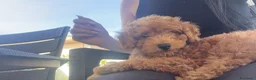 Barboncino Toy cani in vendita: Cucciolo di Barboncino Toy - Annuncio 5
