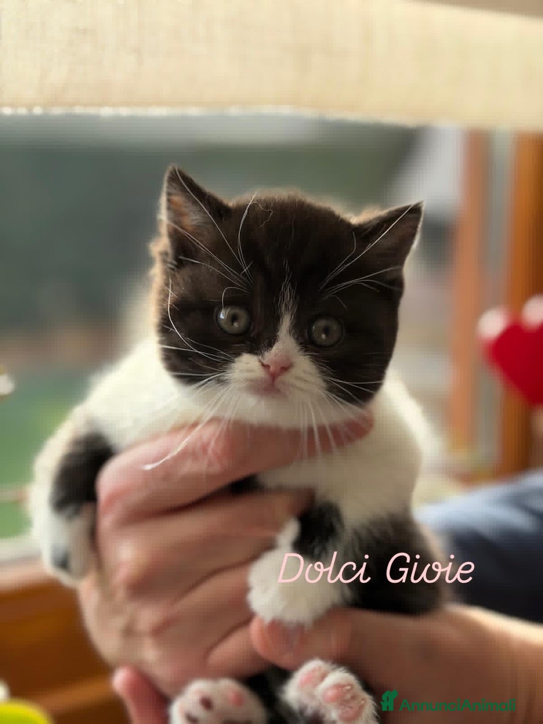 British gatti in vendita: British Shorthair bicolor black - Annuncio 8