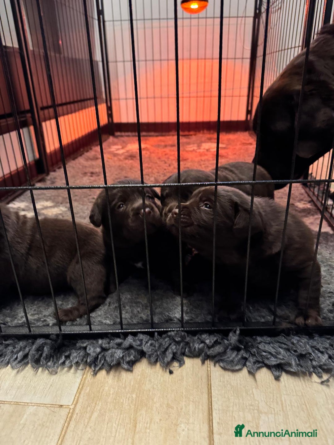 Labrador cani in vendita: Meraviglioso cucciolo di labrador chocolate puro a Città metropolitana di Palermo - Immagine 8