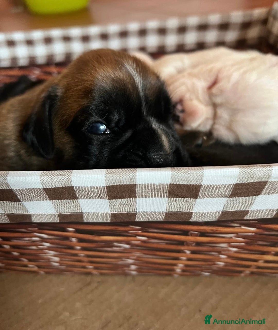 Boxer cani in vendita: Boxer - Annuncio 4