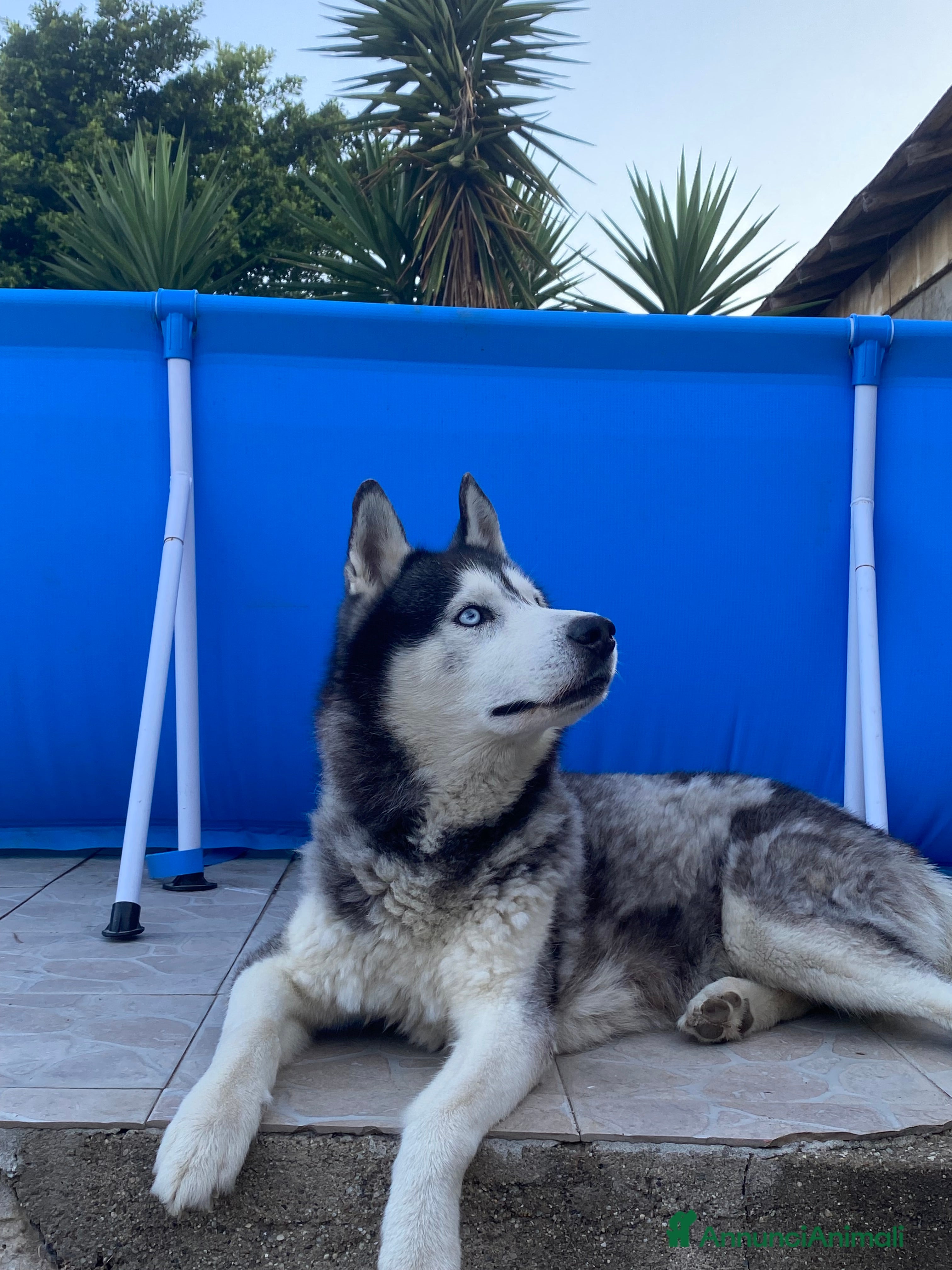 Husky cani Tyson cerca compagna  - Annuncio 1