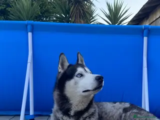 Husky cani Tyson cerca compagna - Annuncio 2