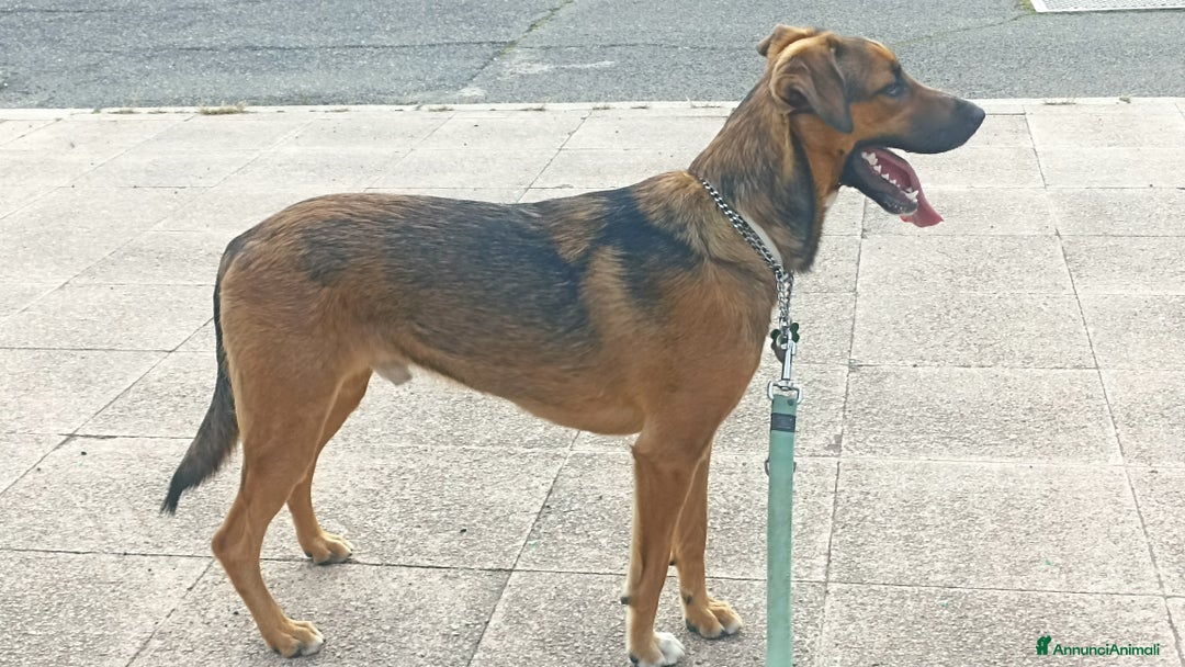 Meticcio cani in regalo: Cane miticcio - Annuncio 7