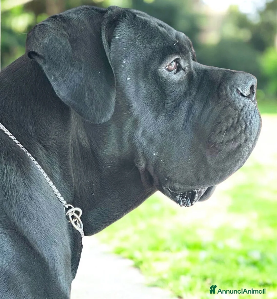 Cane Corso cani in vendita: Cuccioli cane corso con pedigree enci  - Annuncio 5