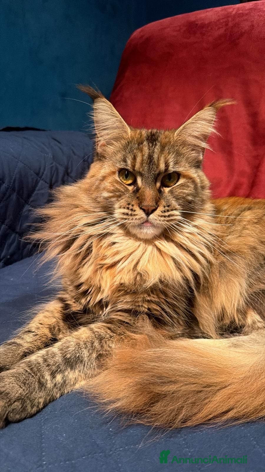 Maine Coon gatti Gatto Maine Coon Black Tortie femmina - Annuncio 6