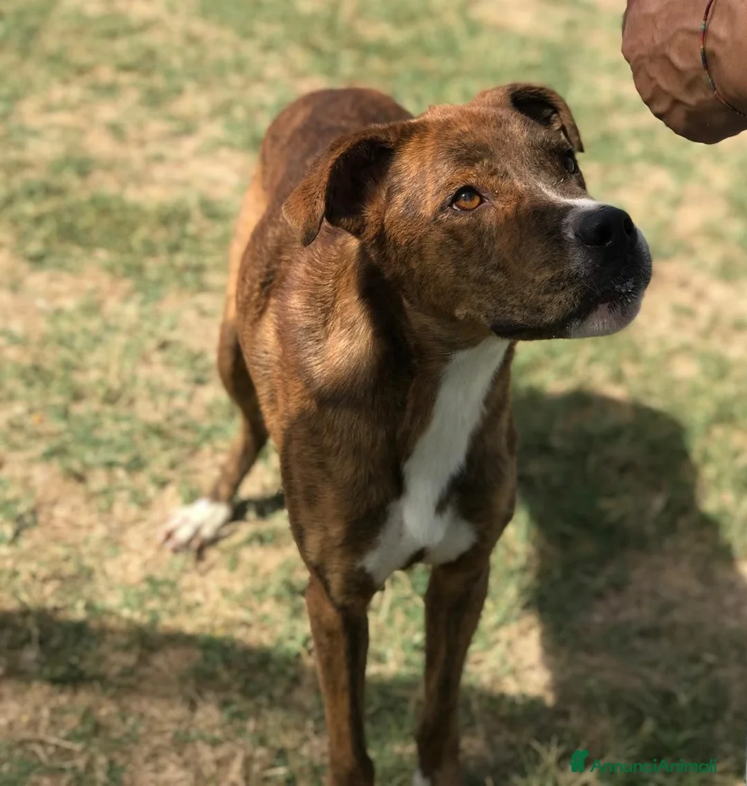 Meticcio cani in regalo: RAP simpaticissimo derivato boxer a Provincia di Latina - Annuncio 7