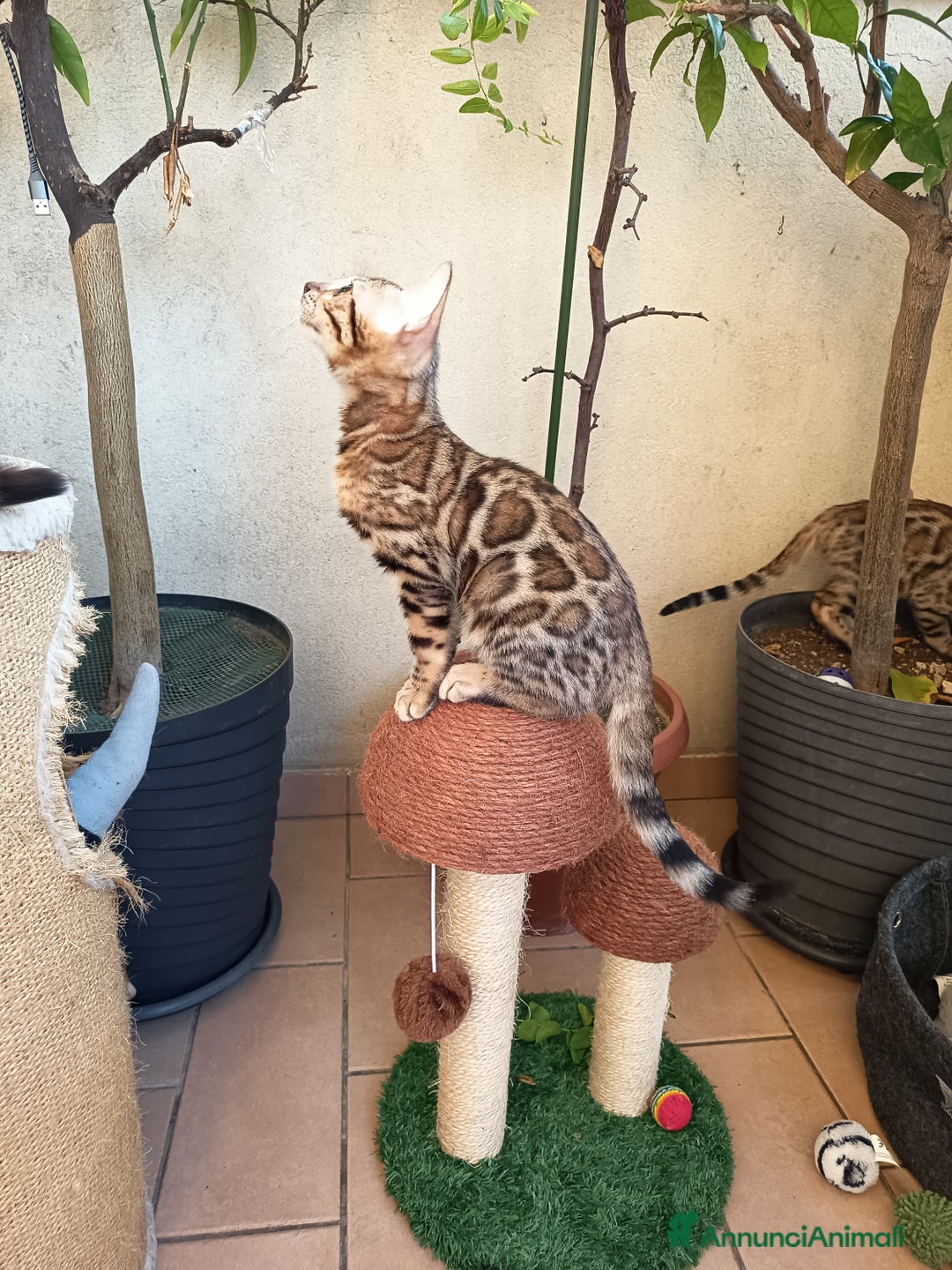 Bengala gatti in vendita: Maschietto & Feminuccia 🥰 - Annuncio 15