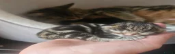 Maine Coon gatti in vendita: Bellissimi cuccioli di Maine Coon - Annuncio 6