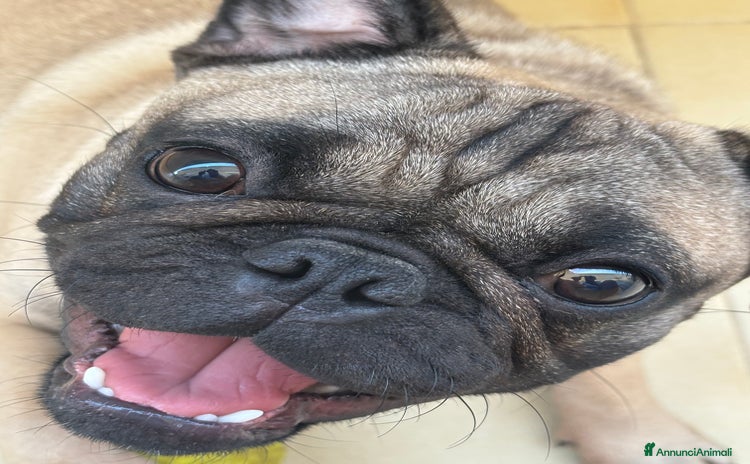 Carlino cani - Annuncio 1