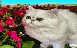 Persiano gatti in vendita: gatta persiana golden shaded di alta genealogia a Città Metropolitana di Bologna - Immagine 17