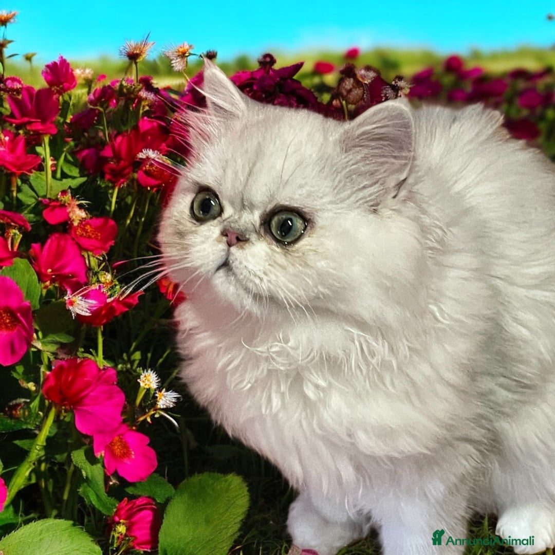 Persiano gatti in vendita: gatta persiana golden shaded di alta genealogia a Città Metropolitana di Bologna - Immagine 17