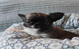 Chihuahua cani in vendita: cuccioli di cihuahua a pelo lungo a Molinella - Immagine 5