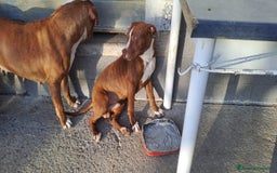 Pitbull cani in regalo: Drake Pitbull 8mesi ultimo rimasto.COSENZA SOS a Città metropolitana di Milano - Immagine 4