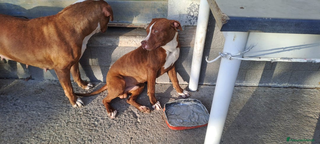 Pitbull cani in regalo: Drake Pitbull 8mesi ultimo rimasto.COSENZA SOS a Città metropolitana di Milano - Immagine 4