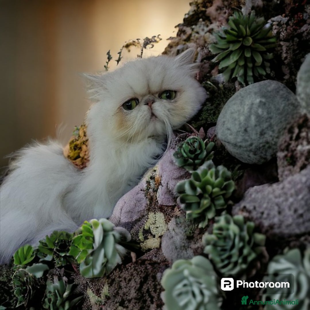 Persiano gatti in vendita: gatta persiana chinchilla adulta con pedigree - Annuncio 1
