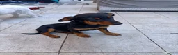 Meticcio cani in regalo: Pulcina - Annuncio 4