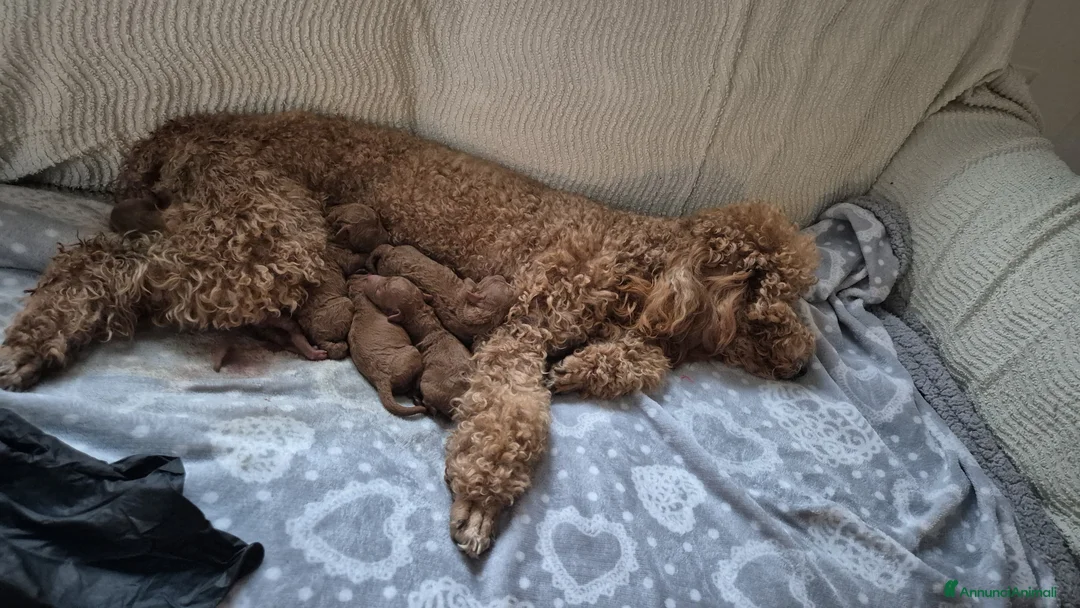 Meticcio cani in vendita: Barboncini red - Annuncio 3
