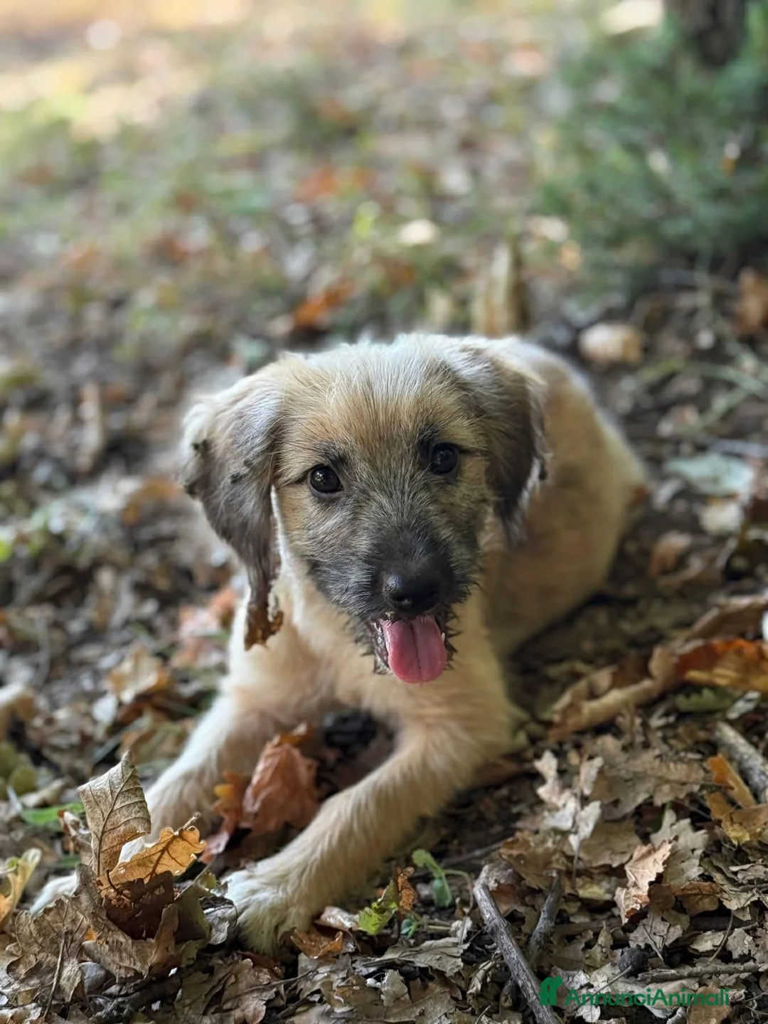 Meticcio cani in regalo: MARLENE, cucciola timidina. TG PICCOLA - Annuncio 6