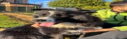 Border Collie cani per accoppiamento: Border collie maschio per accoppiamento  - Annuncio 3