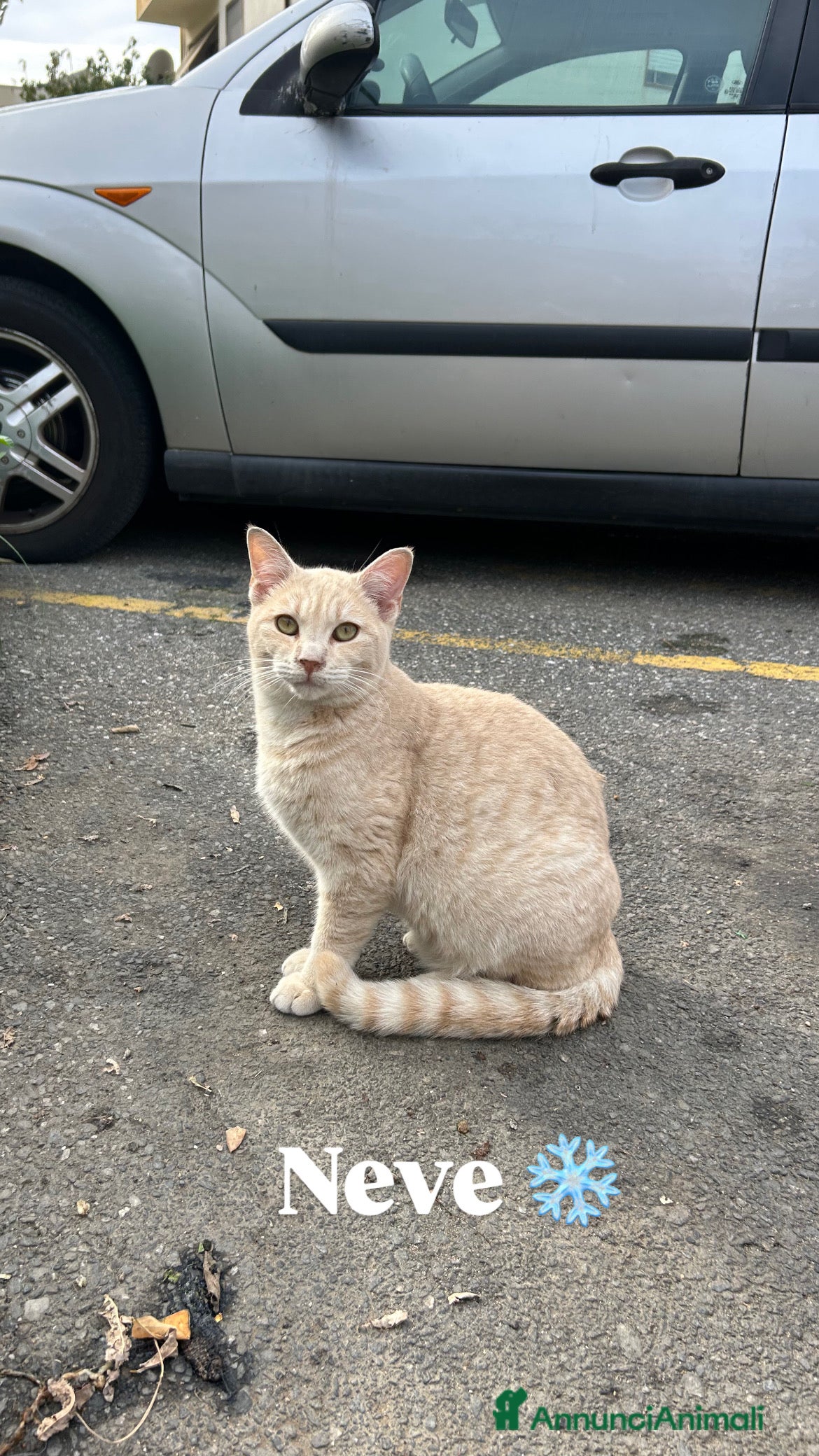 Europeo gatti Neve cerca casa  - Annuncio 10