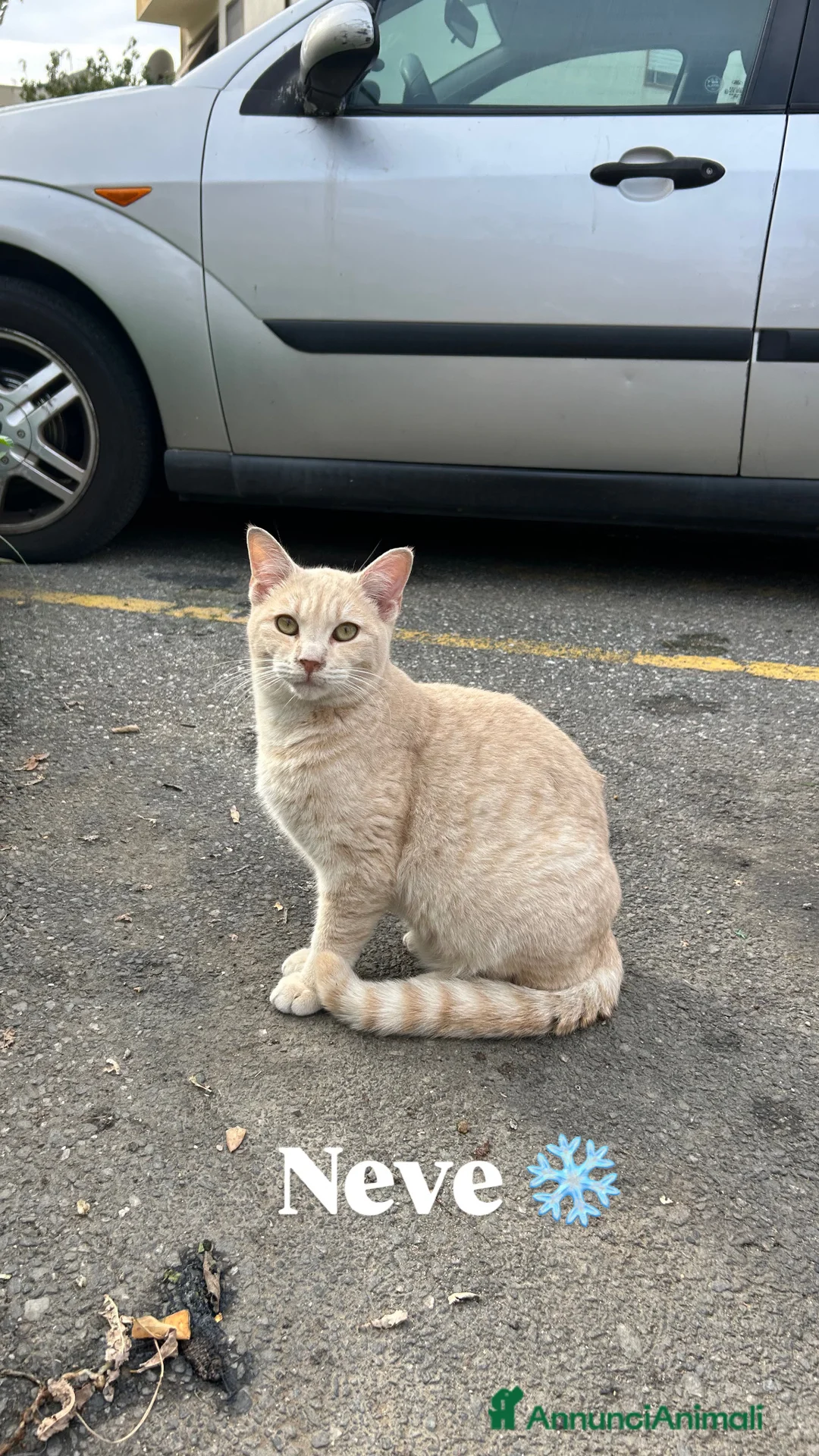 Europeo gatti in regalo: Neve cerca casa  - Annuncio 1