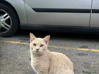 Europeo gatti Neve cerca casa - Annuncio 10