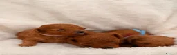 Barboncino Toy cani in vendita: Barboncini Toy di linea asiatica disponibili - Annuncio 19