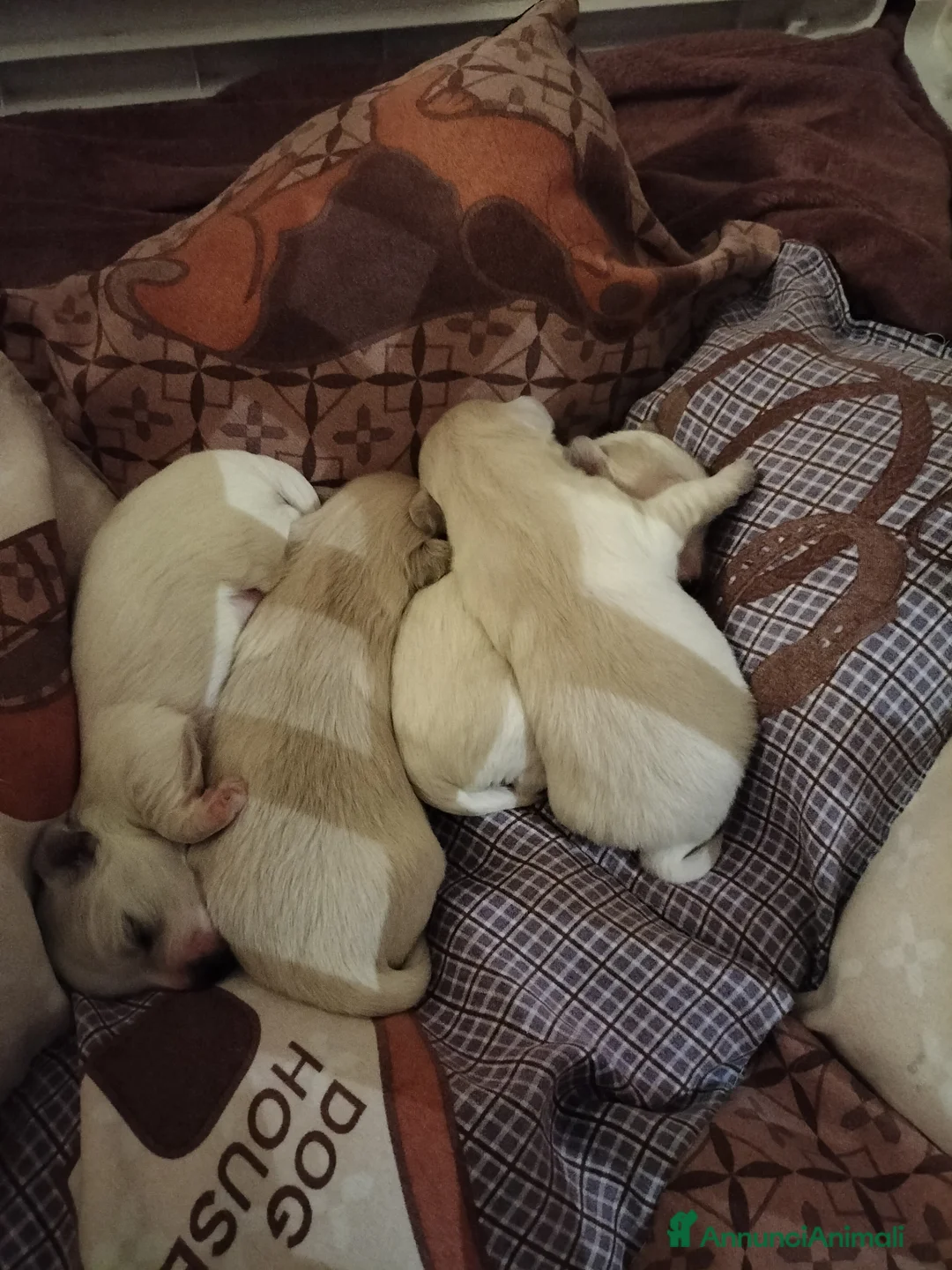 Maltese cani in vendita: Cuccioli di maltese - Annuncio 2