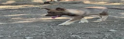 Husky cani in vendita: Cucciola Siberian husky agouti red occhio azzurro  a Provincia di Forlì-Cesena - Annuncio 4