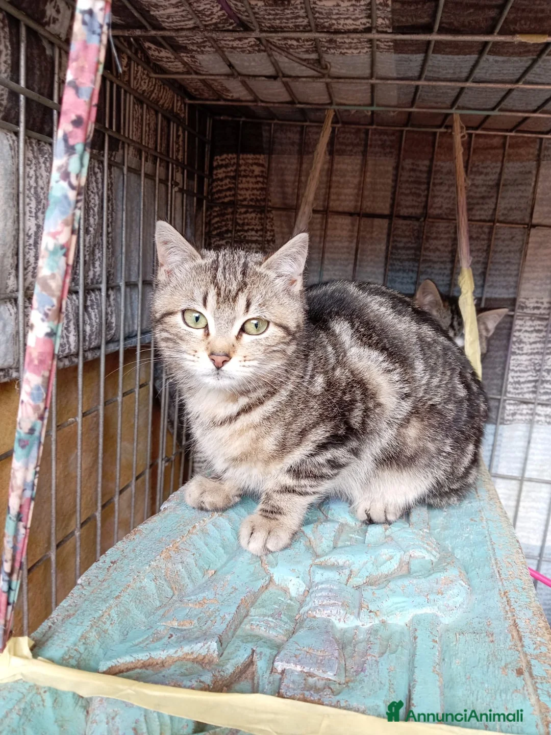 Europeo gatti in regalo: cuccioli 3 mesi cercano casa❤️ - Annuncio 4