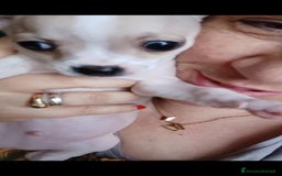 Chihuahua cani in vendita: Chihuahua Cuccioli stupendi a Città metropolitana di Roma Capitale - Immagine 5