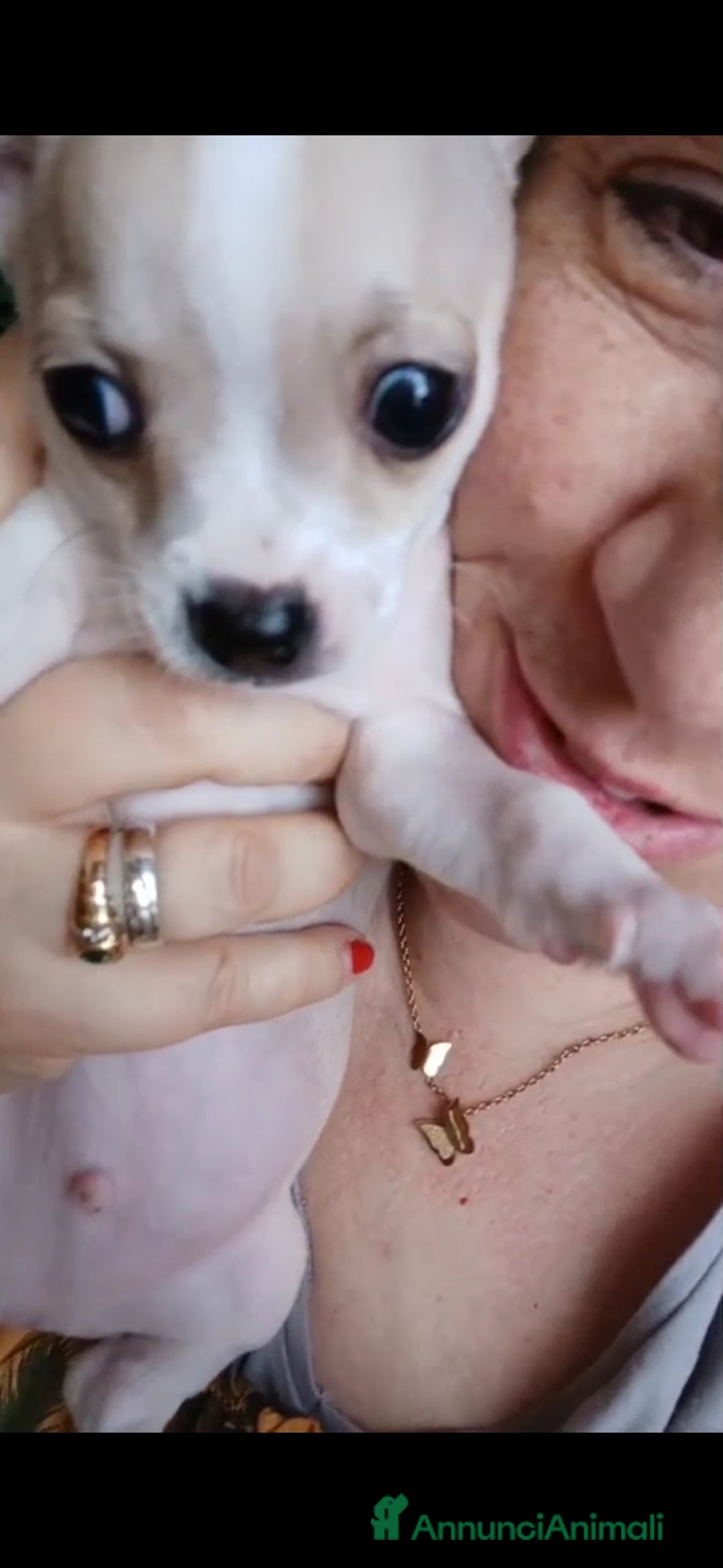 Chihuahua cani in vendita: Chihuahua Cuccioli stupendi a Città metropolitana di Roma Capitale - Immagine 5