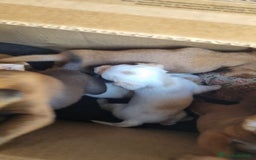 Meticcio cani in vendita: Chiuawa/pincher  a Città metropolitana di Roma Capitale - Immagine 2