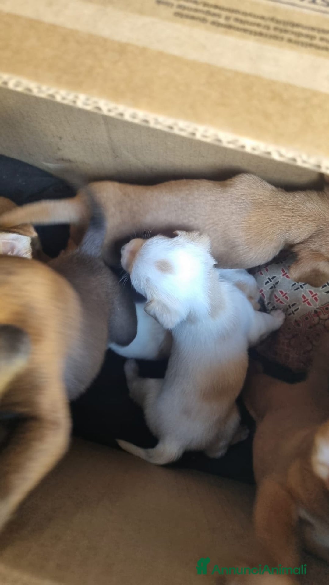 Meticcio cani in vendita: Chiuawa/pincher  a Città metropolitana di Roma Capitale - Immagine 2