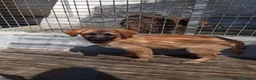 Meticcio cani in regalo: Rosa e Luna, simil pastorine! (4 mesi)  - Annuncio 5
