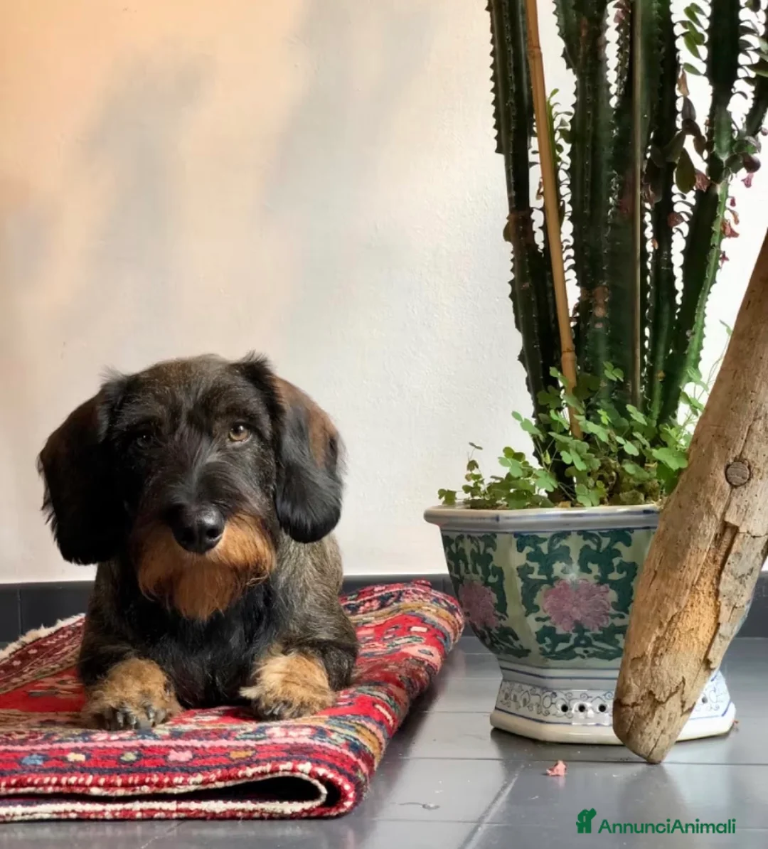 Bassotto cani per accoppiamento: Maschio Bassotto a pelo duro disponibile per monta a Città Metropolitana di Torino - Annuncio 1