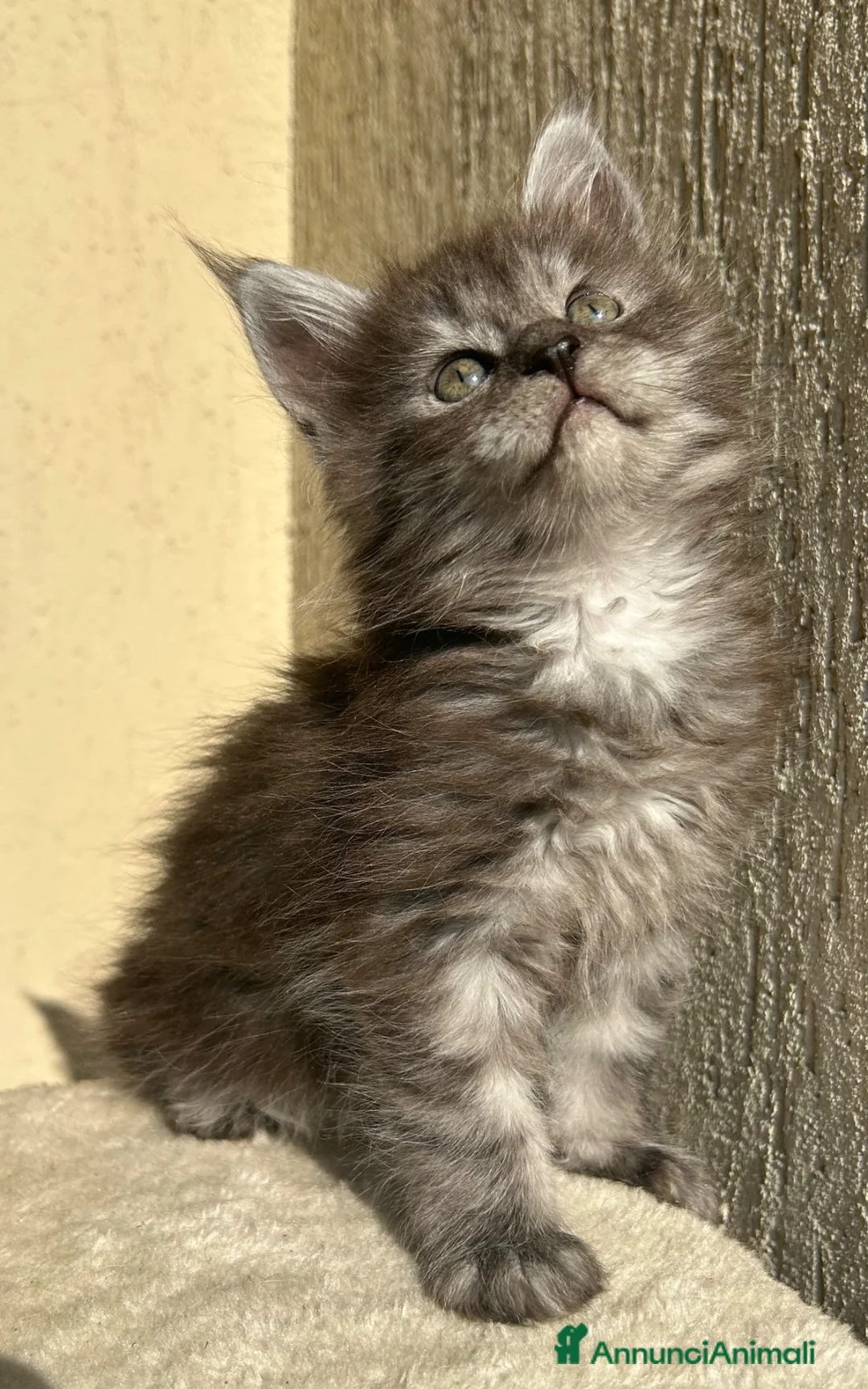 Maine Coon gatti in vendita: Maine Coon  - Annuncio 2